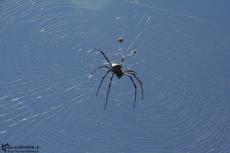 IMG 7496-Kenya, spider